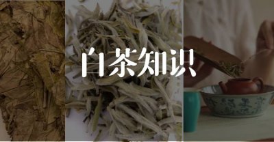 白茶的历史起源
