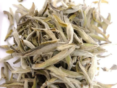 什么是白茶